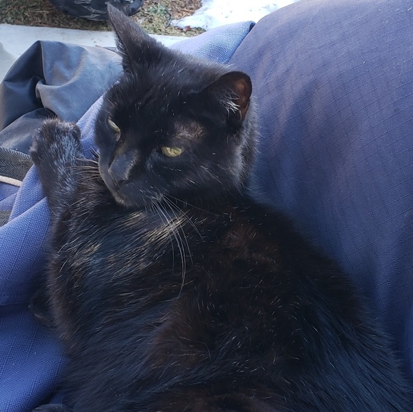 Meet your Posher, Brandi - Picture 6 of 9